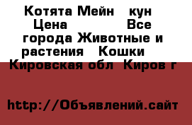 Котята Мейн - кун › Цена ­ 19 000 - Все города Животные и растения » Кошки   . Кировская обл.,Киров г.